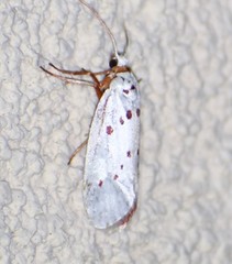 Enaemia basistriga