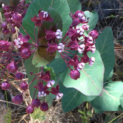 Asclepias cordifolia