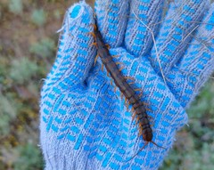 Scolopendra cingulata