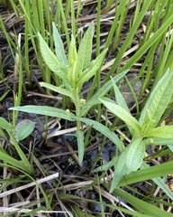 Lysimachia thyrsiflora