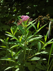 Asclepias incarnata incarnata