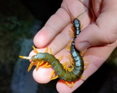 Scolopendra cingulata