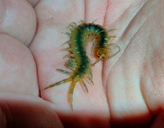Scolopendra canidens
