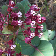Asclepias cordifolia