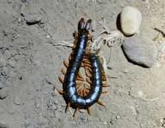 Scolopendra cingulata