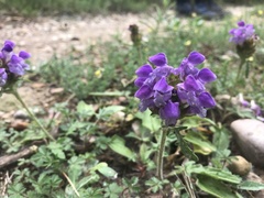 Prunella grandiflora