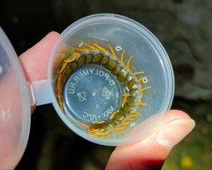 Scolopendra cingulata