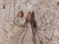 Smeringopus pallidus