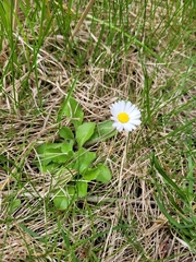 Bellis perennis