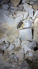 Epicauta atrivittata