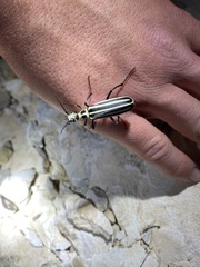 Epicauta atrivittata