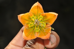Caiophora canarinoides