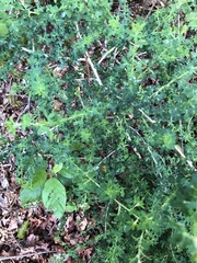 Adenocarpus complicatus