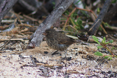Geospiza acutirostris