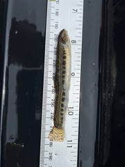 Cobitis taenia