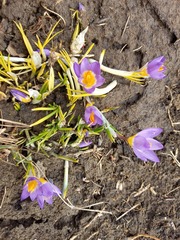 Crocus sublimis