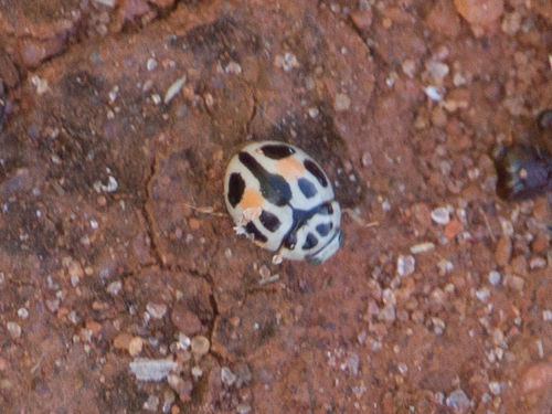 Tenuisvalvae notata