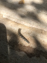 Malacosoma constricta