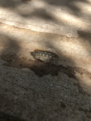 Malacosoma constricta