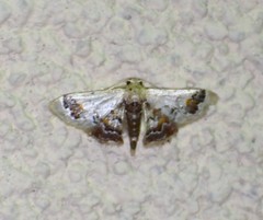 Idaea asceta