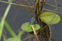 Coryphaeschna ingens