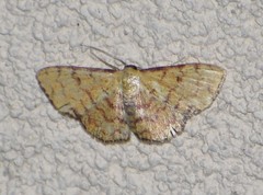 Semaeopus marginata