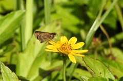 Vehilius stictomenes