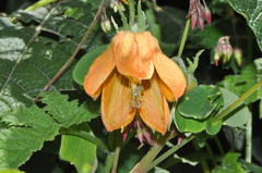 Caiophora canarinoides