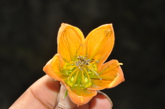 Caiophora canarinoides