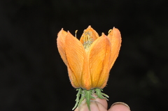 Caiophora canarinoides