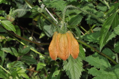 Caiophora canarinoides