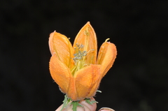 Caiophora canarinoides