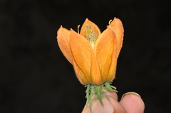 Caiophora canarinoides