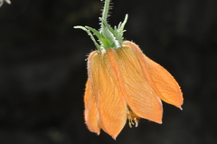 Caiophora canarinoides