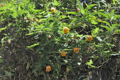 Caiophora canarinoides