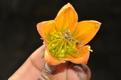 Caiophora canarinoides