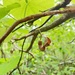 Aristolochia macrophylla - Photo (c) gaforestwatch, algunos derechos reservados (CC BY-NC), subido por gaforestwatch