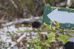 Geospiza acutirostris