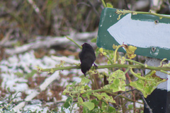 Geospiza acutirostris