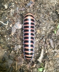 Prionogonus divergens