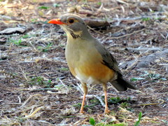 Turdus libonyana peripheris