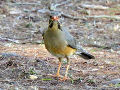 Turdus libonyana peripheris