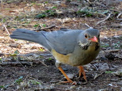 Turdus libonyana peripheris