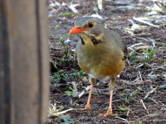 Turdus libonyana peripheris