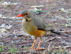 Turdus libonyana peripheris