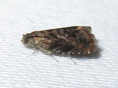 Grapholita prunivora