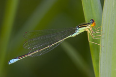 Enallagma antennatum