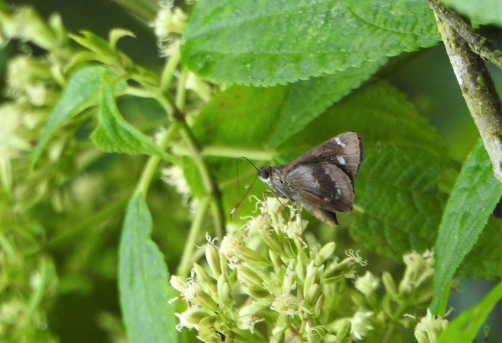 Lamponia elegantula