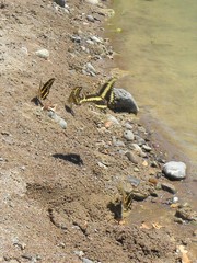Papilio ornythion ornythion