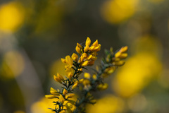 Ulex micranthus